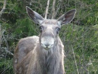 Raubtierpark Orsa